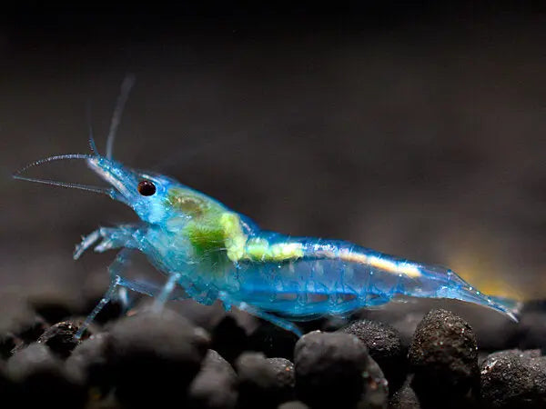 Blue Jelly - Neocaridina Mijn winkel