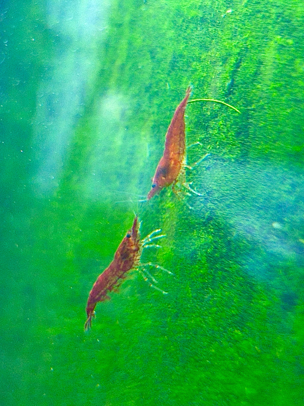Fresh Carneo Shrimps swimming in a vibrant underwater environment