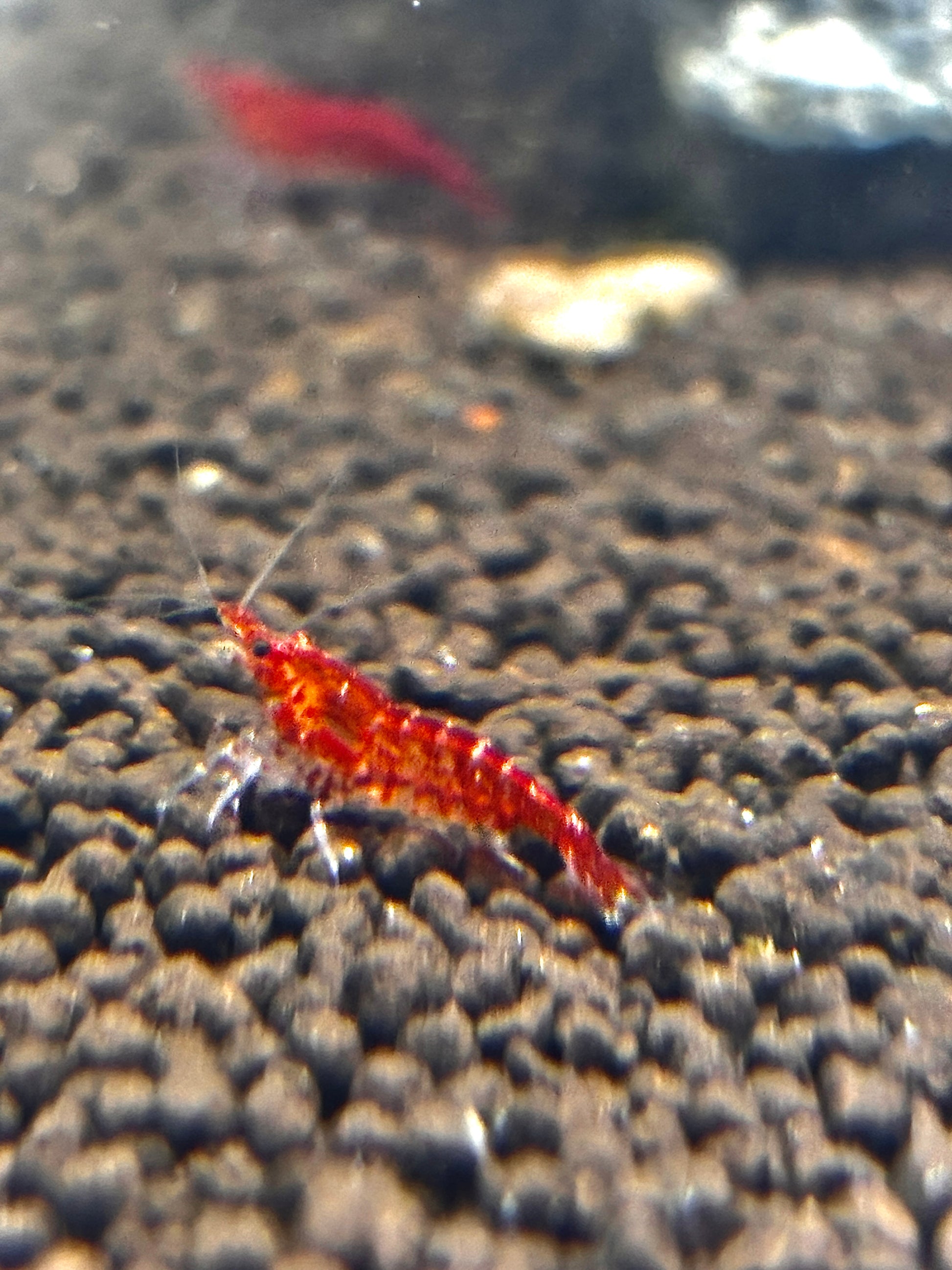 Carneo Shrimps Freshwater Red Shrimp with Vibrant Color and Active Swimming Behavior