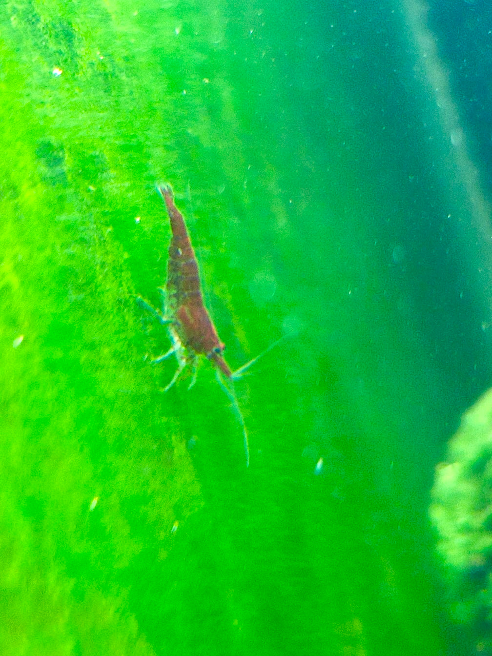 Carneo Fresh Shrimp swimming in vibrant green water, ideal for aquariums and seafood dishes