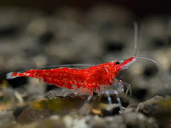 Neocaridina davidi Red Fire garnaal on substrate showcasing its vibrant red color and detailed features