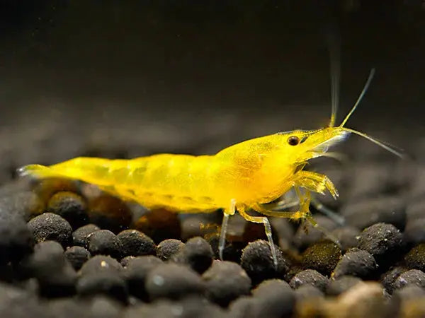 Carneo Shrimps Yellow Shrimp in Freshwater Aquarium with Dark Gravel Substrate
