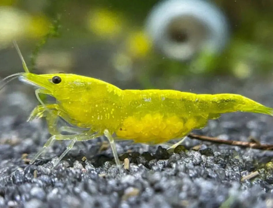 Carneo Yellow Shrimp with Vibrant Color and Clear Details for Aquatic Enthusiasts