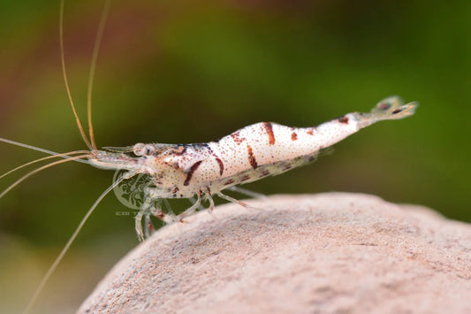 White Zebra Sulawesi - Caridina